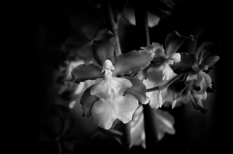 A fine art black and white print of an orchid