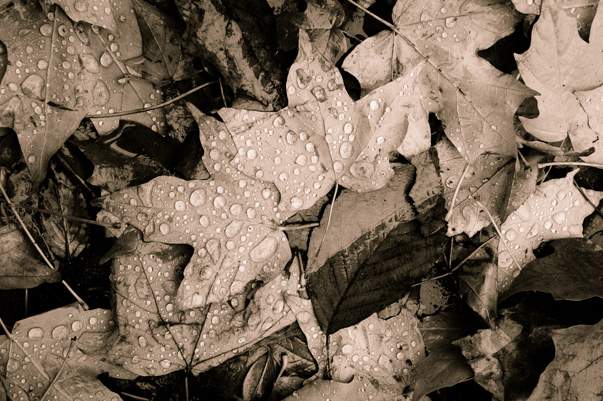 A fine art photo of leaves showing the End of Fall