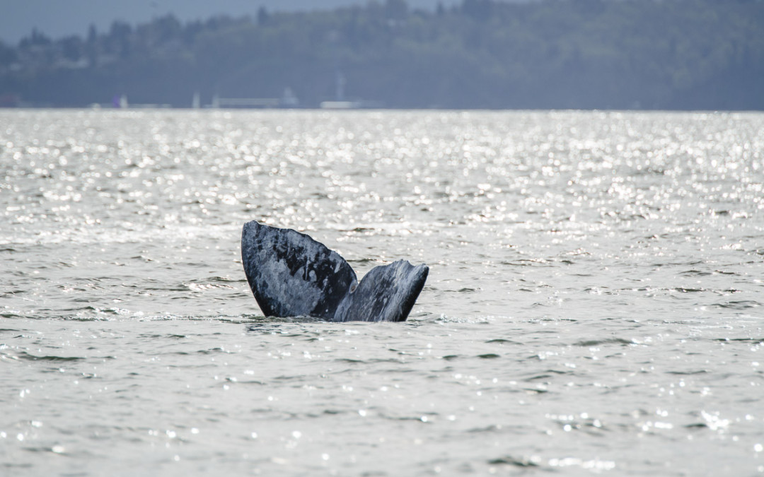 Gray whales are back